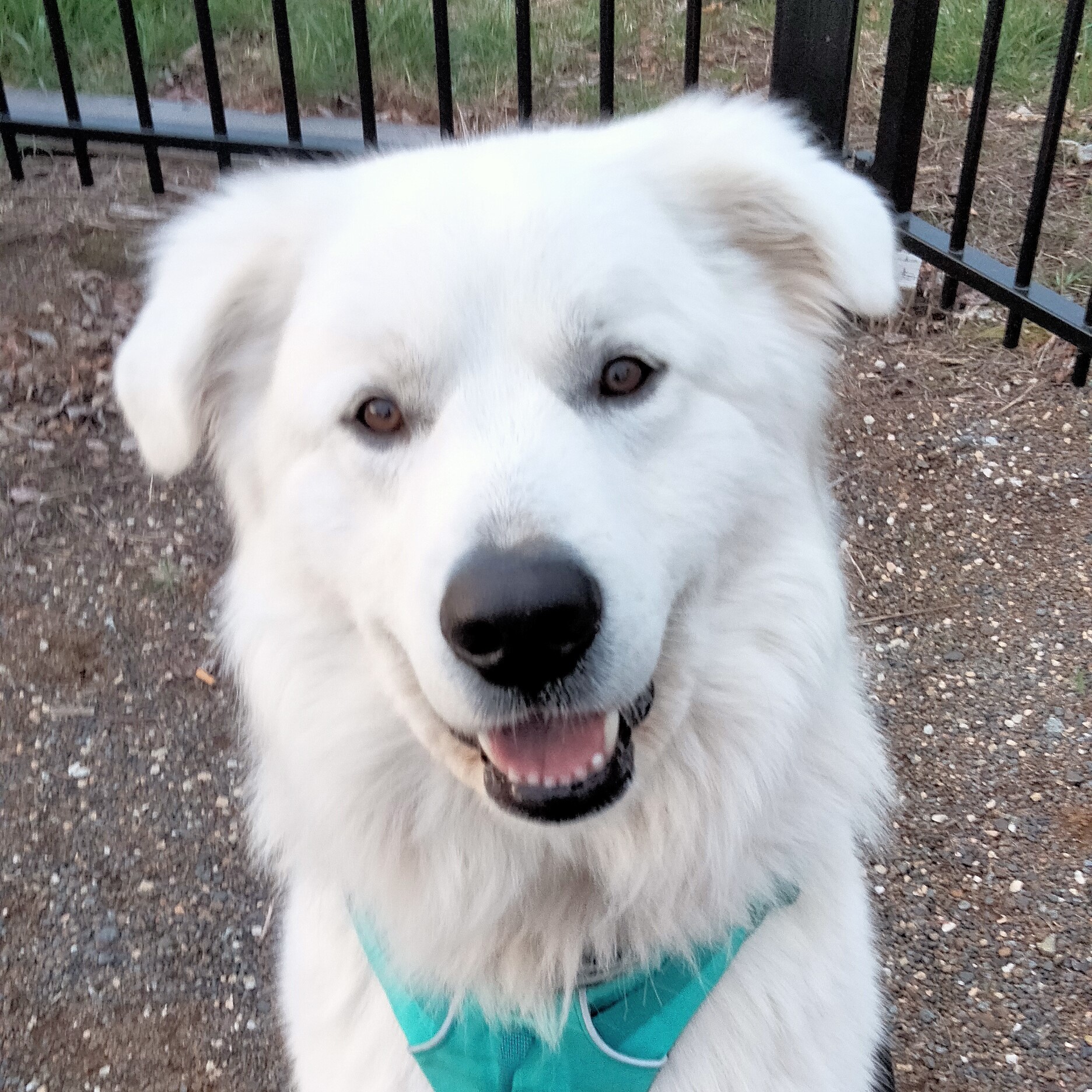 A white shepherd dog smiling at the camera.
